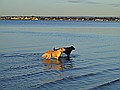Jasper and our friend's dog Dana cooling off.